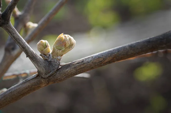 Blüte aus den Knospen Blatt Reben lizenzfreie Stockbilder