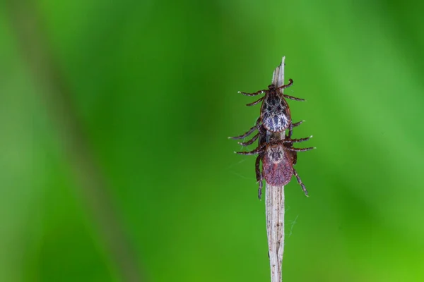 Bir çimen yaprağına tik tak