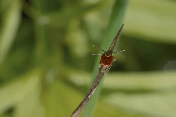 Bir çimen yaprağına tik tak