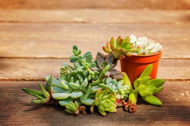 Ahşap arka planda bir dizi farklı sulu şey.