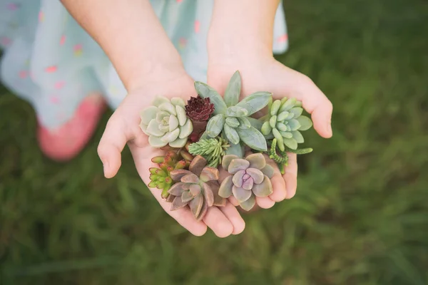 A set of different succulents in the hands of a baby girl — Stock Photo, Image