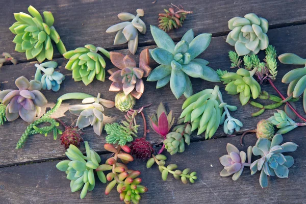 Set of different succulents on a wooden background — Stock Photo, Image