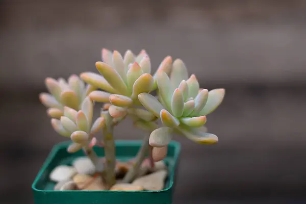 Graptosedum Francesco Baldi on a wooden background — Stock Photo, Image