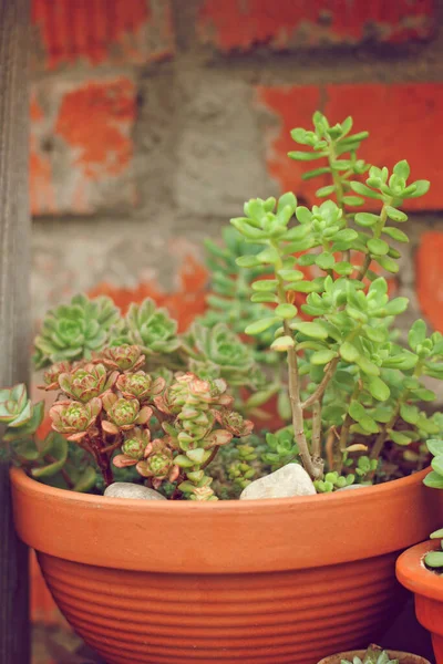 Echeveria sedoides crescimento suculento em casa — Fotografia de Stock