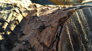 bir günlük bir close-up