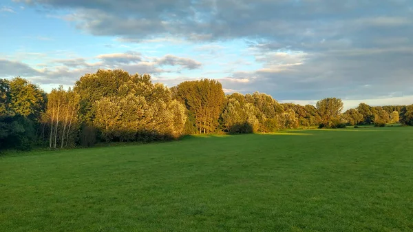 ağaçlar olan bir alana