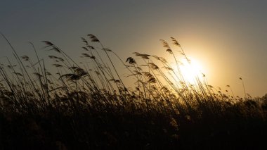 Sazlık rüzgarda esiyor Güneşin arka planında