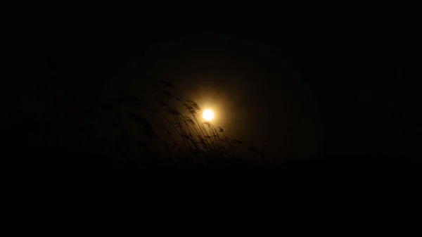 Das Schilf bläst auf dem Windhintergrund der Sonne — Stockfoto