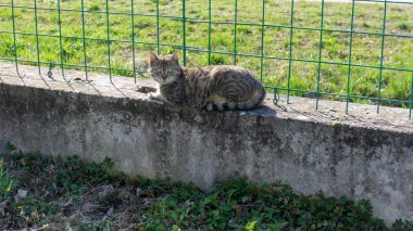 çitin üzerinde oturan bir kedi