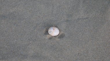 Kumda bir salyangoz kabuğu