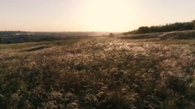 Çiçek açan, yaz bozkır üzerinde günbatımı genel Panoraması.