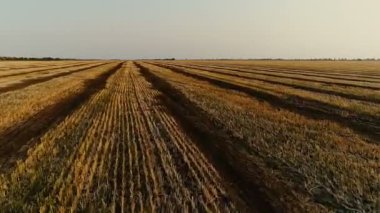 Bir çift genç ve aşık, hayattan zevk, öp ve aracılığıyla kesilmiş buğday sarı alanıyla çalışırken, okşamak