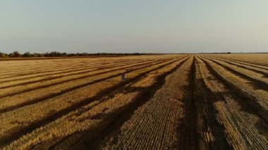 Bir çift genç ve aşık, hayattan zevk, öp ve aracılığıyla kesilmiş buğday sarı alanıyla çalışırken, okşamak