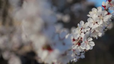 İlkbaharda kiraz ağacı çiçek açar