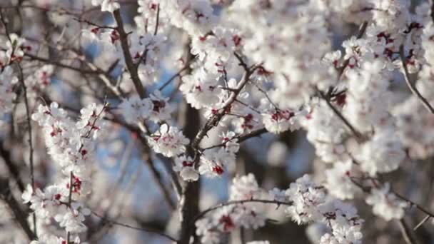 Flor Cerejeira Primavera — Vídeo de Stock