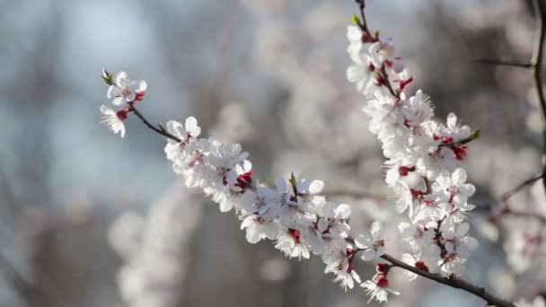 Kersenboom Bloesem Het Voorjaar — Stockvideo