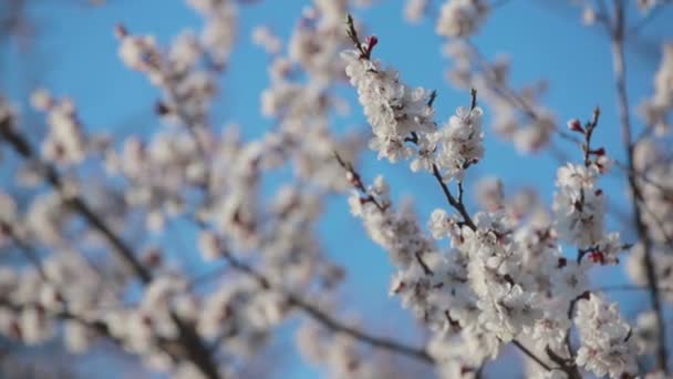 Flor Cerejeira Primavera — Vídeo de Stock