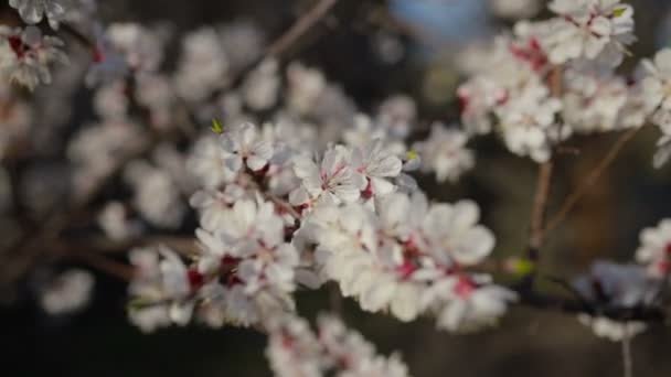 Körsbärsträdsblomma Våren — Stockvideo