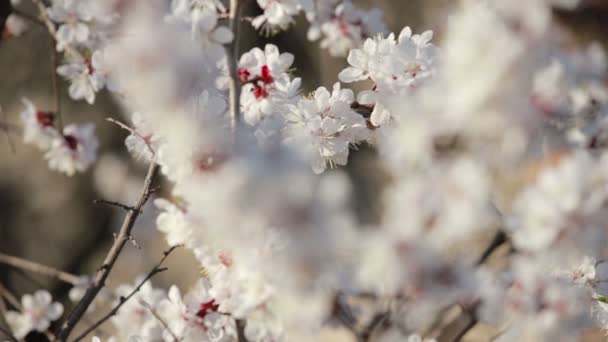 Lkbaharda Kiraz Ağacı Çiçek Açar — Stok video