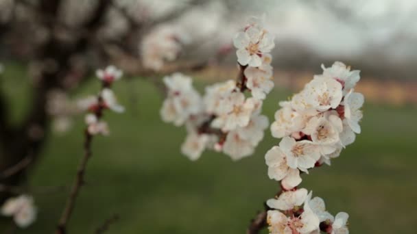 Voorjaar Kersenboom Bloesem — Stockvideo