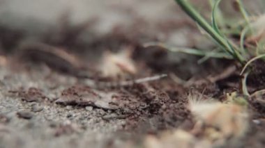 Yaşam karıncaların kolonisi