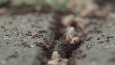 Yaşam karıncaların kolonisi