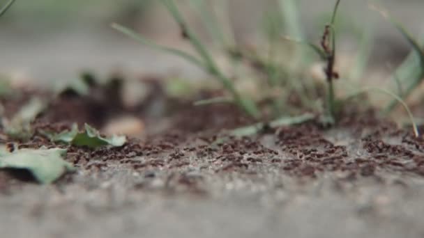 Yaşam Karıncaların Kolonisi — Stok video