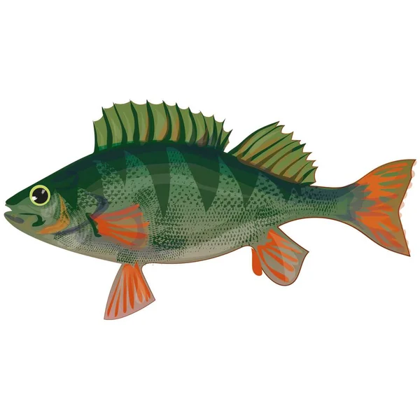 Sea Bass Illustration Vector — Stock Vector