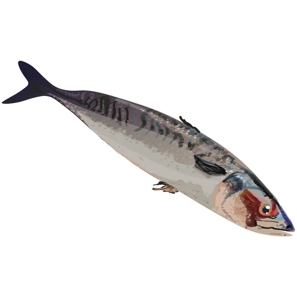 Макрель Морская Рыба Иллюстрация — стоковый вектор