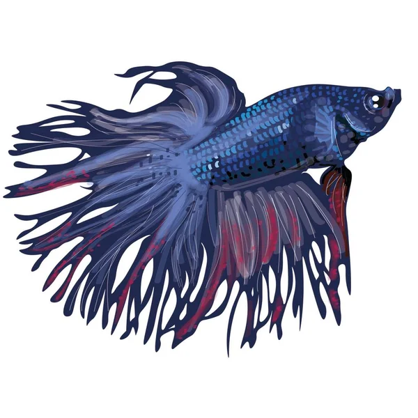 Aquarium fish cockerel blue illustration — Stock Illustration Aquarium Fish Cockerel Blue Illustration Vector Graphics