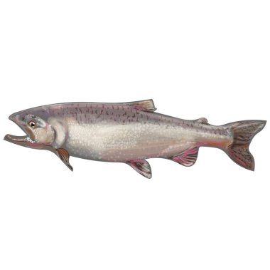 Steelhead somon resimli yiyecekler.