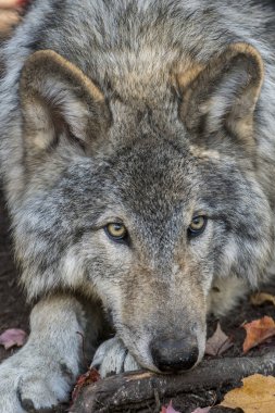 yerde yatan ve kameraya bakarak kurt portresi kapatın