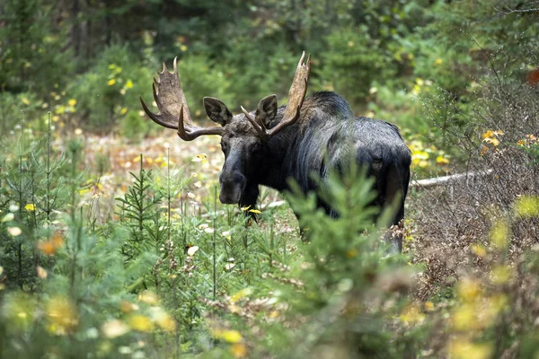 Weergave Van Moose Habitat Overdag — Stockfoto