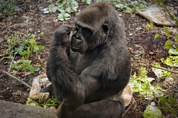 zoo gorilla scratching her eye