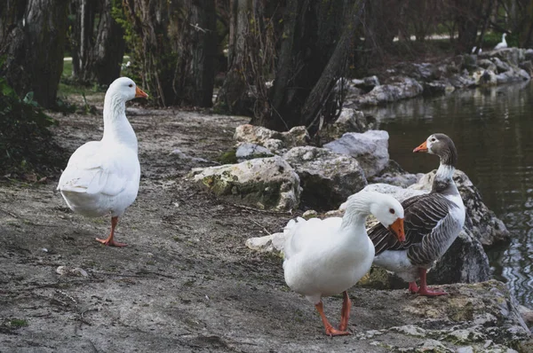 Patos blancos caminando en la orilla del lago — Foto de Stock