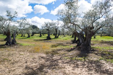 üst üste zeytin ağaçları