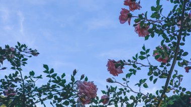 Güzel güllerin yakın çekim görüntüsü