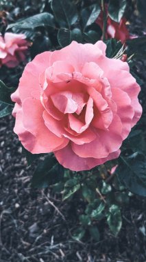 Ön planda pembe görüntü