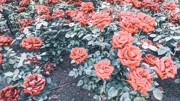 Φόντο ροδοθάμνο κόκκινων τριαντάφυλλων στο φως του βραδάκι — Φωτογραφία Αρχείου