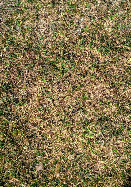 Textuur veld van vers groen gras als achtergrond — Stockfoto