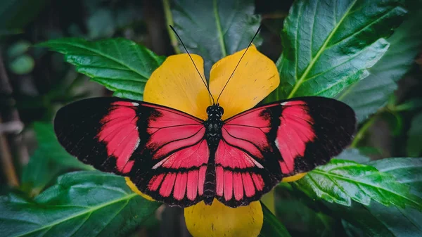 Czerwony i czarny motyl na żółtym kwiatem — Zdjęcie stockowe