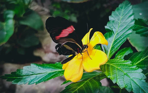 Papillon rouge et noir sur fleur jaune — Photo