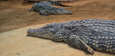 şişkin gözleri ile timsahlar