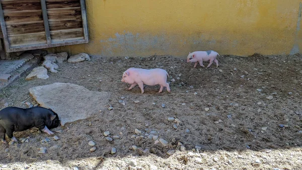 Черно-белые вьетнамские свиньи играют на песке — стоковое фото