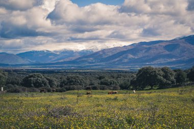 Geleneksel çiftlik evi, taze yeşil çayırlar, çiçek açan çiçekler ve baharda karla kaplı dağ manzarası.