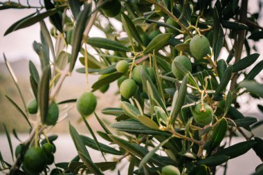 Yunan olive grove detay