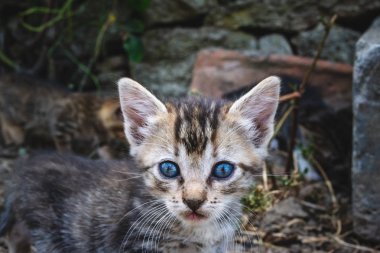 brindle kitty yerde oynuyor