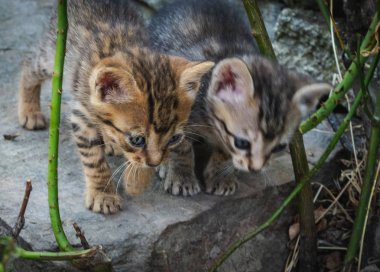 brindle kedi yavruları yerde oynuyor