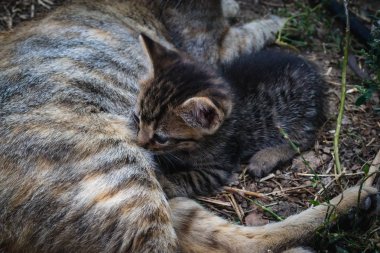 brindle yavru anneleri tarafından emzirilmiş