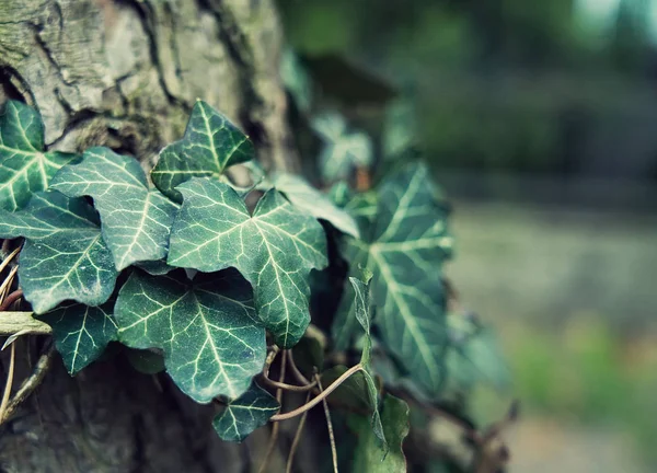 Gift Efeu Auf Dem Baum — Stockfoto